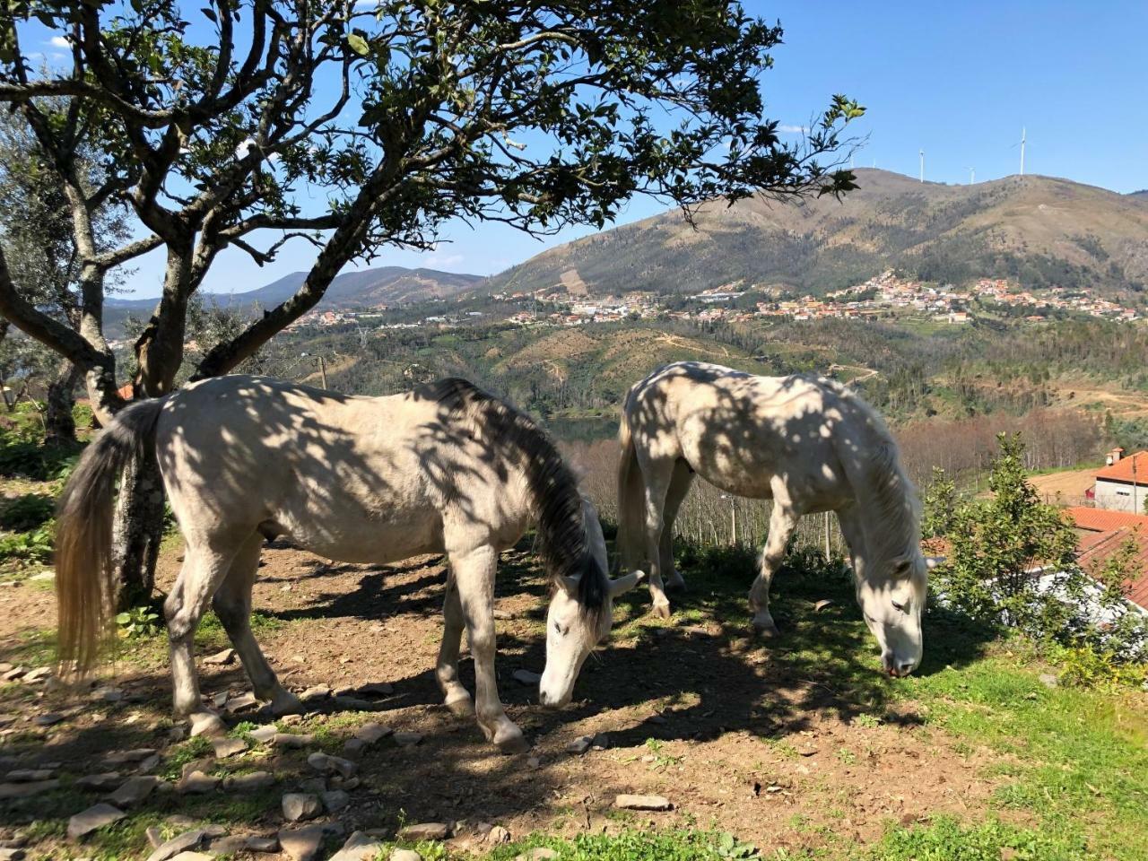 Arrabia Guest Houses Glamping Raiva Extérieur photo